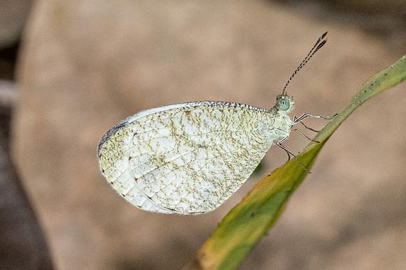 Leptosia nina-2833 - Chiang Dao - 19/03/24