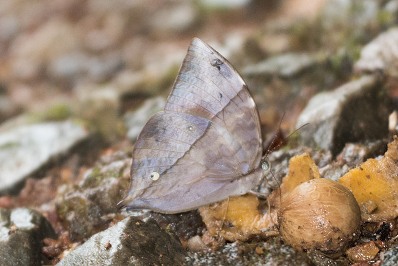 Zeuxidia aurelius aurelius-6778 - Khao Phanom Bencha National Park - 27/11/23
