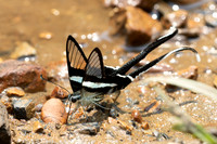 Lamproptera meges-1712- Chiang Dao - 18/03/25