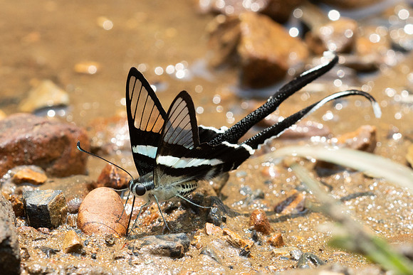 Lamproptera meges-1712- Chiang Dao - 18/03/25
