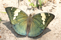 Euthalia patala-3798 - Doi Inthanon - 23/03/25