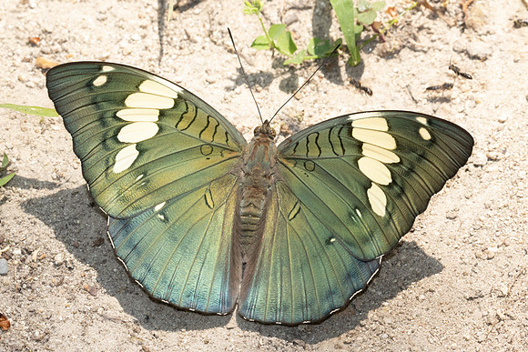 Euthalia patala-3798 - Doi Inthanon - 23/03/25