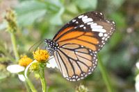 Danaus genutia-4634