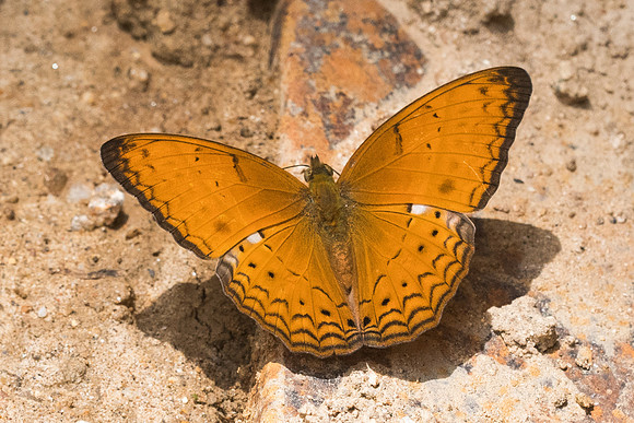 Cirrochroa tyche mithila-8472 - Koh Samui - 16/03/23