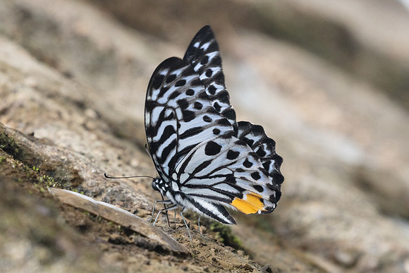 Graphium delessertii-8569