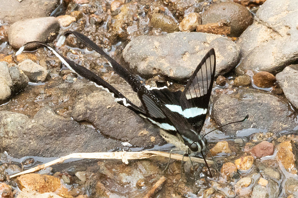 Lamproptera meges-2246- Chiang Dao - 19/03/25