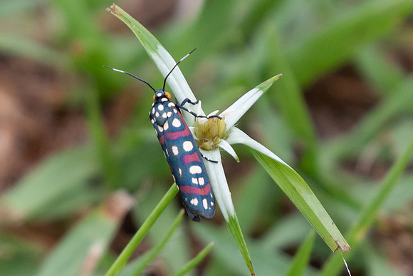 Moth-0351