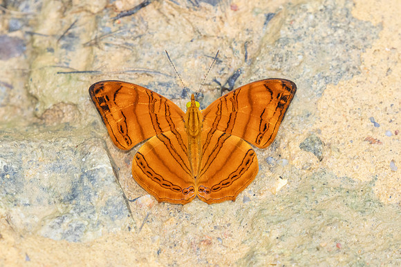 Chersonia rahria-9713-Gopeng, Sungai Geroh - 13/03/25