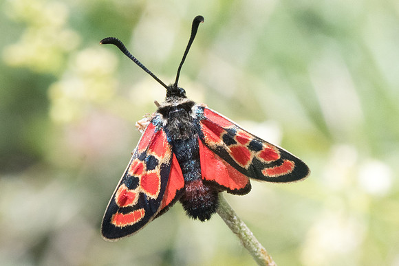 Zygaena carniolica ssp diniensis-0565- Gréolières les neiges - 27/06/20