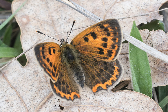 Lycaena ottomana ♀-3716