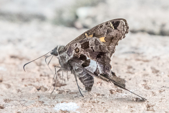 Chioides zilpa-5193