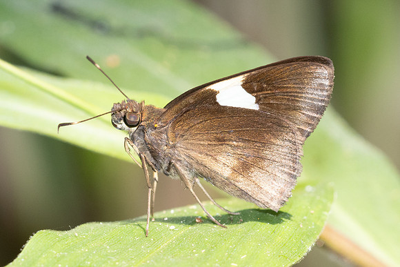 Notocrypta sp-5579 - Doi Suthep - 27/03/25