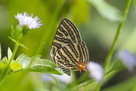 Cigaritis syama-0739