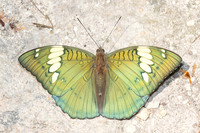 Euthalia patala-3865- Doi Inthanon - 23/03/25