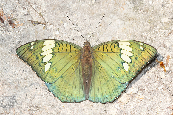 Euthalia patala-3865- Doi Inthanon - 23/03/25