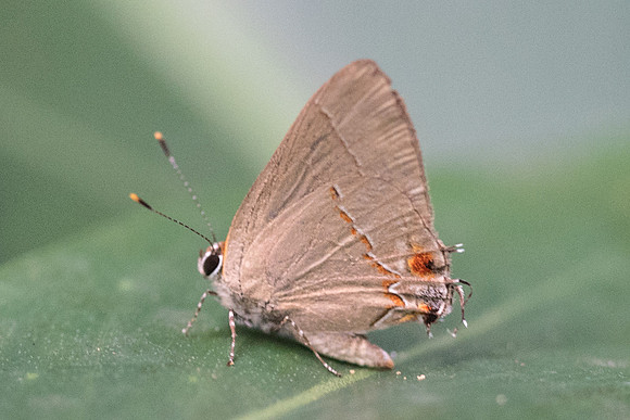 Ziegleria ceromia-6065