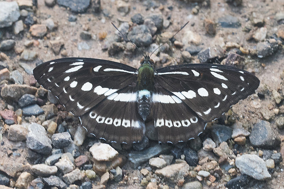 Limenitis asura-9107  - Chiang Dao - 14/11/23