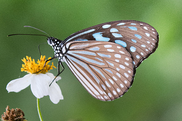Ideopsis similis persimilis-2860 - Koh Samui - 19/03/23