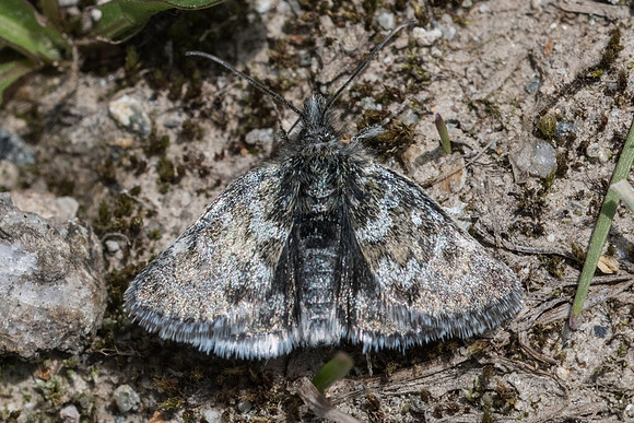 Metaxmeste phrygialis-4733 - Isola 2000