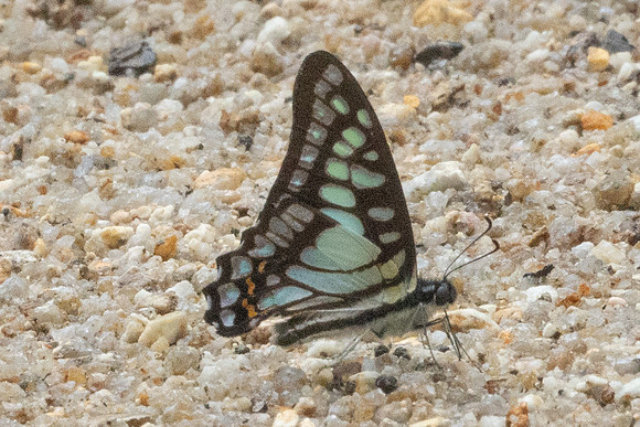 Graphium bathycles-8741