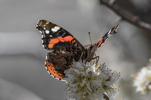 Vanessa atalanta-7769