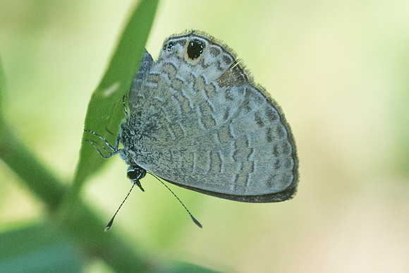 Prosotas dubiosa-3391 - Chiang Rai - 20/11/23