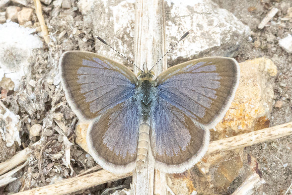 Zizeeria karsandra-1196 Antalya, Pergé - 18/09/24
