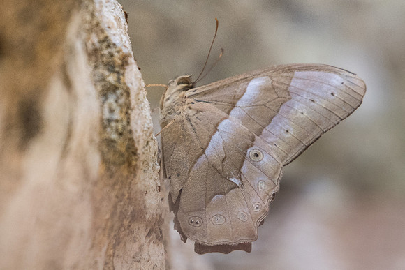 Lethe mekara crijnana-5483 -- Doi-Suthep 9/03/23
