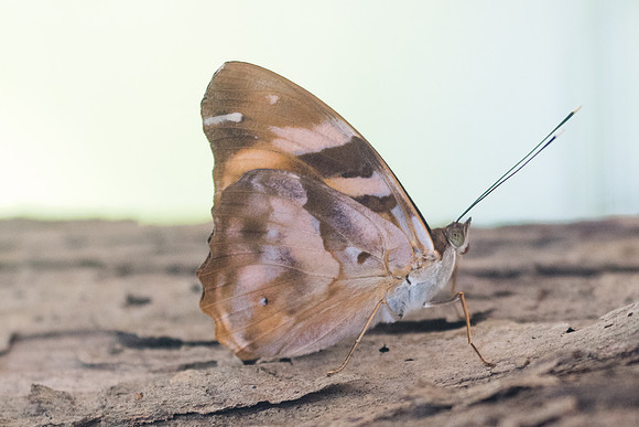 Herona marathus-2860 - Chiang Rai - 18/11/23