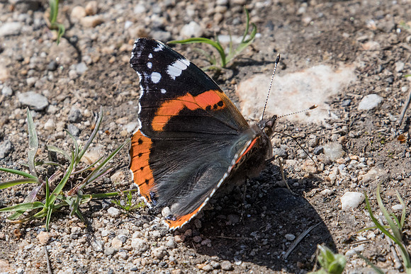 Vanessa atalanta-7723