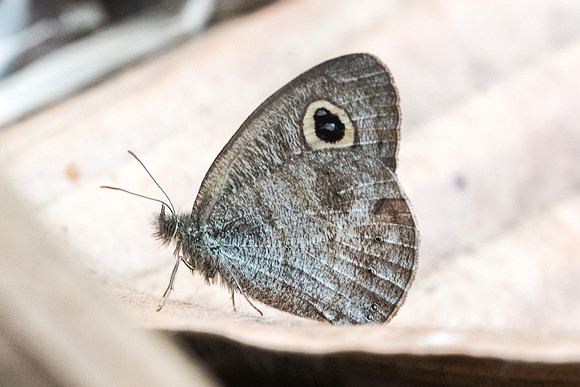 Ypthima evansi-4499  - Doi Suthep - 9/03/23