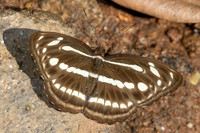 Athyma pravara-5655