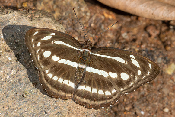 Athyma pravara-5655