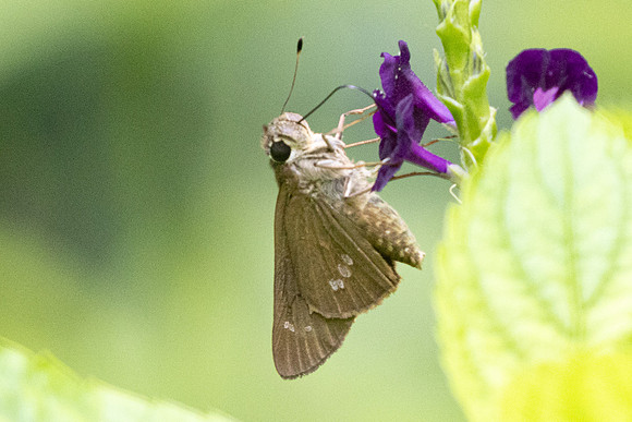 Calpodes ethlius-8283