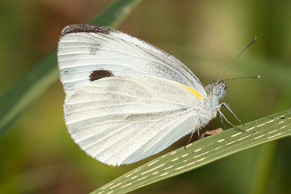 Pieris canidia canidia-6117 Doi Suthep - 28/03/25