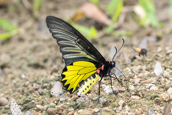 Troides aeacus-3969 - Chiang Dao - 19/03/24