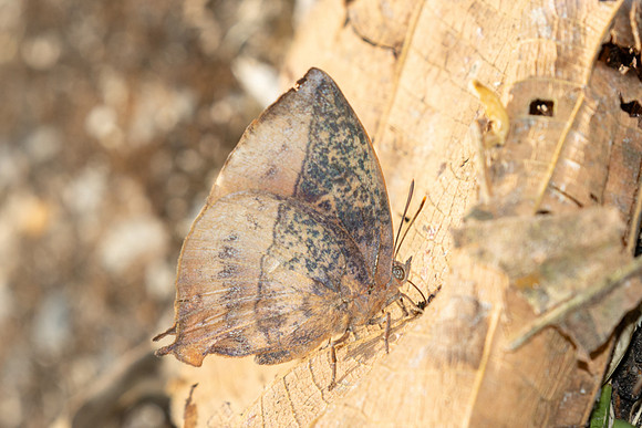 Amblypodia narada taooana-3638 - Doi Inthanon - 23/03/25