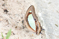 Polyura arja arja-6556