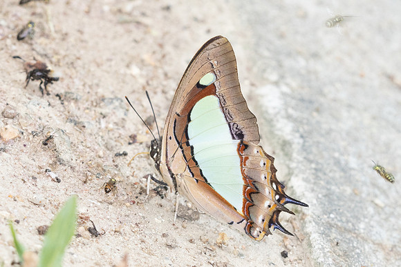 Polyura arja arja-6556