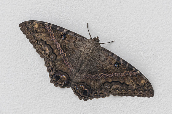 Ascalapha odorata ♂ nuit-6219