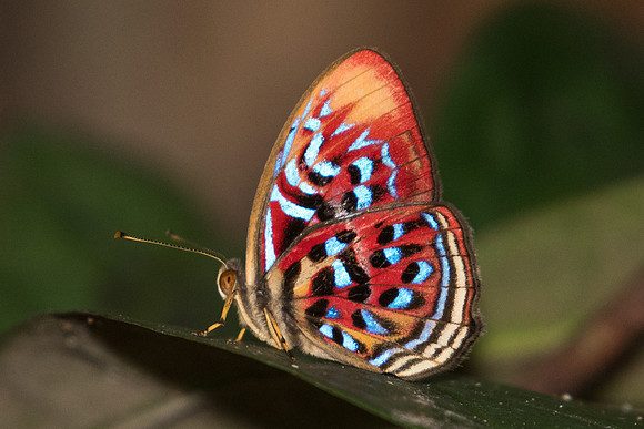 Paralaxita telesia lyclene-6201 - Phanom Bencha Mountain - 24/11/23
