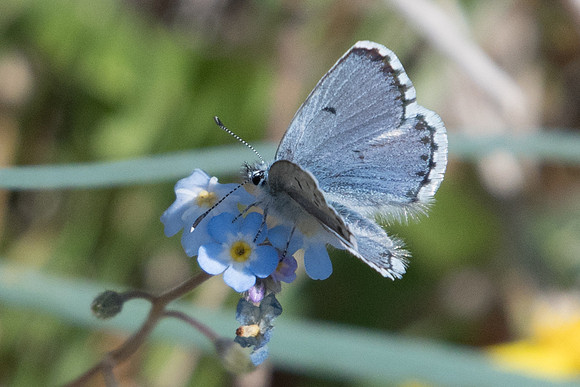 Pseudophilotes vicrama-8417