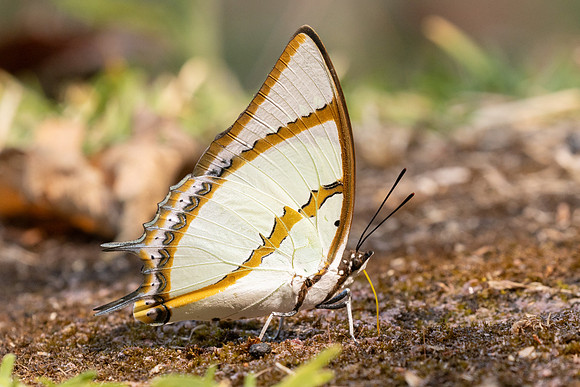 Polyura dolon-3451