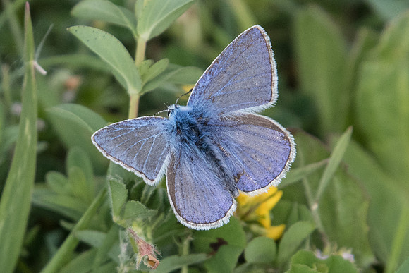 Polyommatus icarus f icarinus-7256