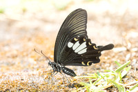 Papilio nephelus - chaon-4939 - Huai Sai Lueang Waterfall (1040m) - 25/03/25