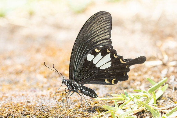 Papilio nephelus - chaon-4939 - Huai Sai Lueang Waterfall (1040m) - 25/03/25