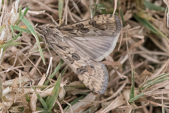 Nomophila noctuella-7031