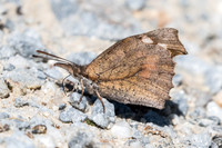 Libythea celtis-8759