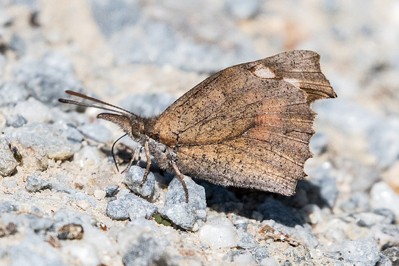 Libythea celtis-8759