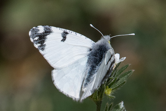 Euchloe ausonia - 1025 - Alexandroupoli 8/04/22